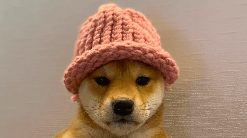 Dogwifhat